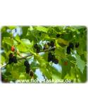 Morus nigra - Black Mulberry