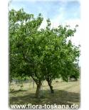 Morus nigra - Schwarze Maulbeere (Pflanze), Schwarzer Maulbeerbaum