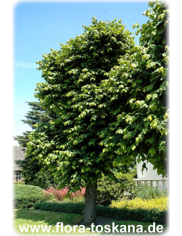 Morus nigra schwarzer Maulbeerbaum Winterharte Pflanze 70-100cm 