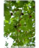 Morus rubra - Rote Maulbeere (Pflanze), Roter Maulbeerbaum, Amerikanische Maulbeere