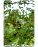 Morus rubra - Rote Maulbeere (Pflanze), Roter Maulbeerbaum, Amerikanische Maulbeere