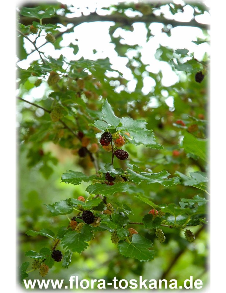 Maulbeere rote Früchte Morus rubra roter Maulbeerbaum 180cm veredelt!! 