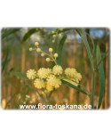 Acacia retinodes - Mimose der vier Jahreszeiten, Akazie