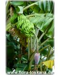 Musa x paradisiaca 'Dwarf Cavendish' - Essbanane,Dessertbanane (Pflanze), Obstbanane (Pflanze)