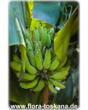 Musa x paradisiaca 'Dwarf Cavendish' - Dwarf Cavendish Banana