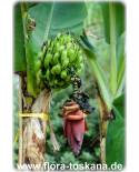 Musa x paradisiaca 'Dwarf Cavendish' - Essbanane,Dessertbanane (Pflanze), Obstbanane (Pflanze)