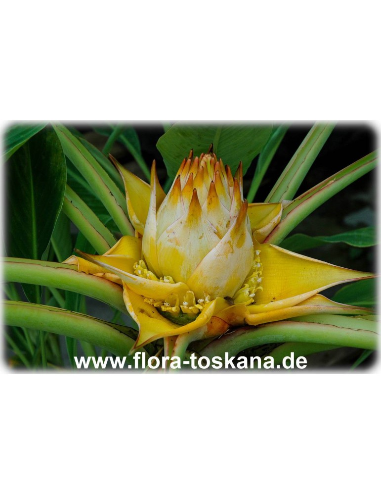 Lotus Banane Musella Lasiocarpa winterhart Teichpflanzen Pflanzen für den Teich 