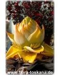 Musella lasiocarpa - Golden Lotus Banana