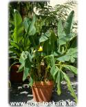 Musella lasiocarpa - Golden Lotus Banane