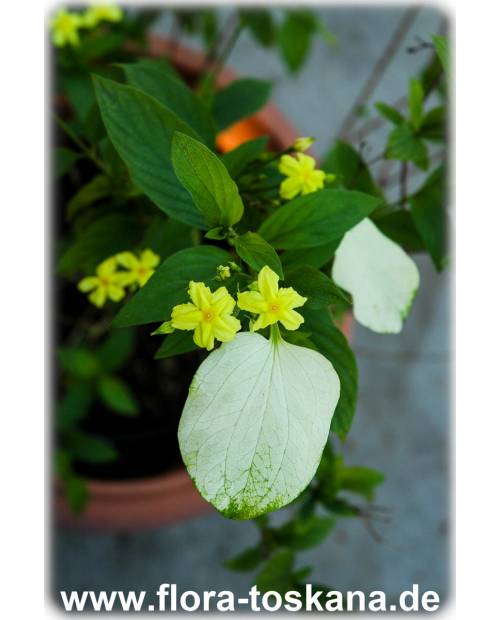 Mussaenda frondosa - Signalpflanze, Flaggenbusch