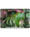 Myristica fragrans - Muskat-Nuss (Pflanze)