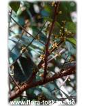 Myristica fragrans - Muskat-Nuss (Pflanze)