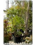 Nandina domestica - Heiliger Bambus, Himmelsbambus, Nandine