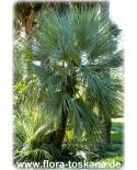 Nannorrhops ritchiana - Mazari Palm