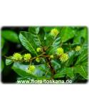 Nephelium lappaceum - Rambutan (Pflanze)