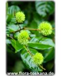 Nephelium lappaceum - Rambutan (Pflanze)