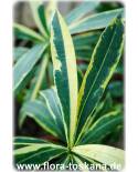 Nerium oleander 'Variegatum' - Variegated Oleander, Rose Laurel