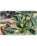 Nerium oleander 'Variegatum' - Buntblättriger Oleander, rosa gefüllt blühend