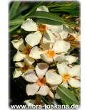 Nerium oleander, gelb - Oleander, Rosenlorbeer