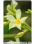 Nerium oleander, gelb - Oleander, Rosenlorbeer