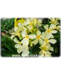Nerium oleander, gelb - Oleander, Rose Laurel