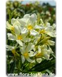 Nerium oleander, gelb - Oleander, Rose Laurel