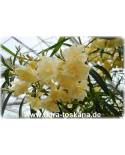 Nerium oleander, gelb-gefüllt - Oleander, Rosenlorbeer