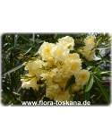 Nerium oleander, gelb-gefüllt - Oleander, Rose Laurel