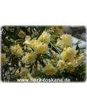 Nerium oleander, gelb-gefüllt - Oleander, Rosenlorbeer