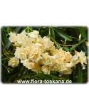 Nerium oleander, gelb-gefüllt - Oleander, Rose Laurel