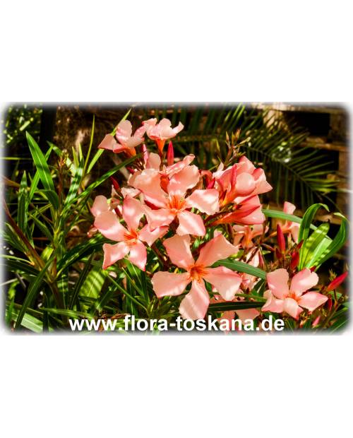 Nerium oleander, lachs - Oleander, Rosenlorbeer