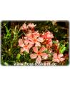 Nerium oleander, lachs - Oleander, Rosenlorbeer