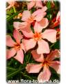 Nerium oleander, lachs - Oleander, Rosenlorbeer