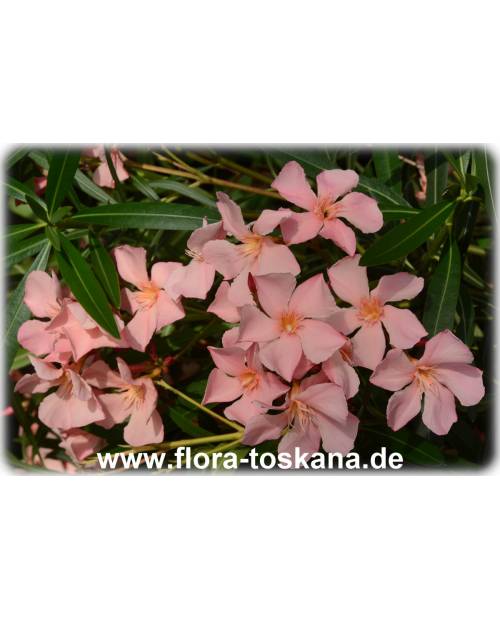 Nerium oleander, lachs - Oleander, Rosenlorbeer
