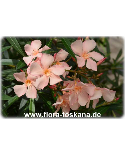 Nerium oleander, lachs - Oleander, Rosenlorbeer