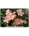 Nerium oleander, lachs - Oleander, Rosenlorbeer