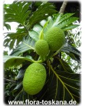 Artocarpus altilis - Brotfrucht (Pflanze), Brotfruchtbaum