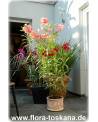 Nerium oleander, lachs - Oleander, Rosenlorbeer