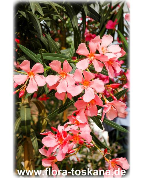 Nerium oleander, lachs - Oleander, Rosenlorbeer
