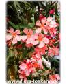 Nerium oleander, lachs - Oleander, Rosenlorbeer