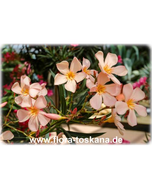 Nerium oleander, lachs - Oleander, Rosenlorbeer