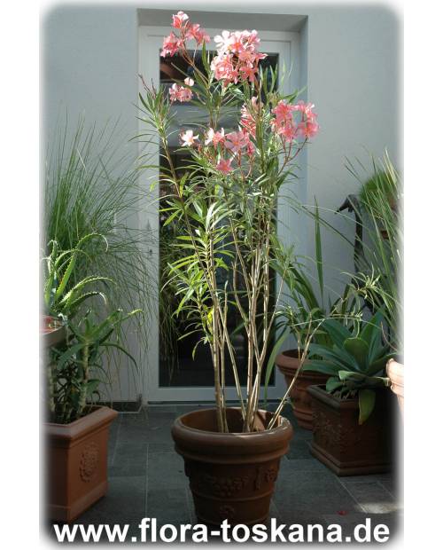 Nerium oleander, lachs - Oleander, Rosenlorbeer