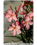 Nerium oleander, lachs - Oleander, Rosenlorbeer