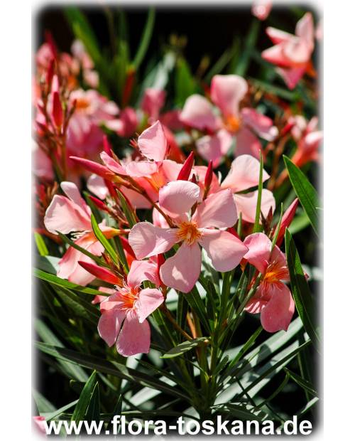 Nerium oleander, lachs - Oleander, Rosenlorbeer