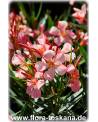 Nerium oleander, lachs - Oleander, Rosenlorbeer