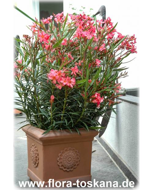 Nerium oleander, lachs - Oleander, Rosenlorbeer