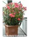 Nerium oleander, lachs - Oleander, Rosenlorbeer