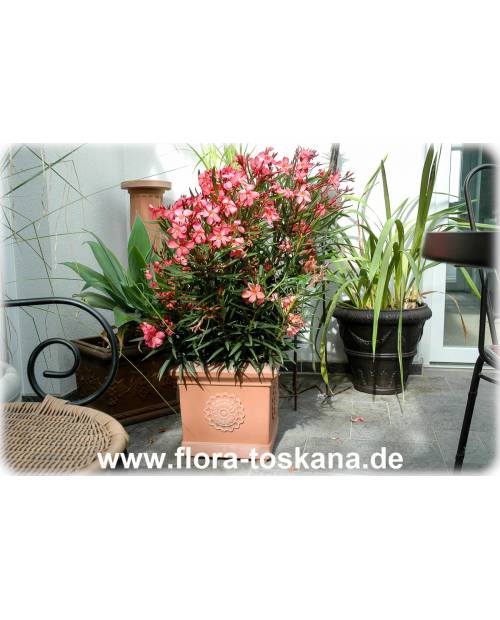 Nerium oleander, lachs - Oleander, Rosenlorbeer