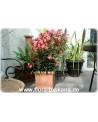 Nerium oleander, lachs - Oleander, Rosenlorbeer