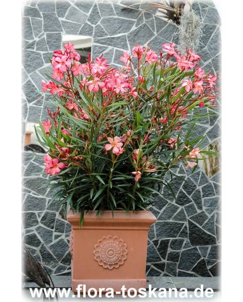 Nerium oleander, lachs - Oleander, Rosenlorbeer